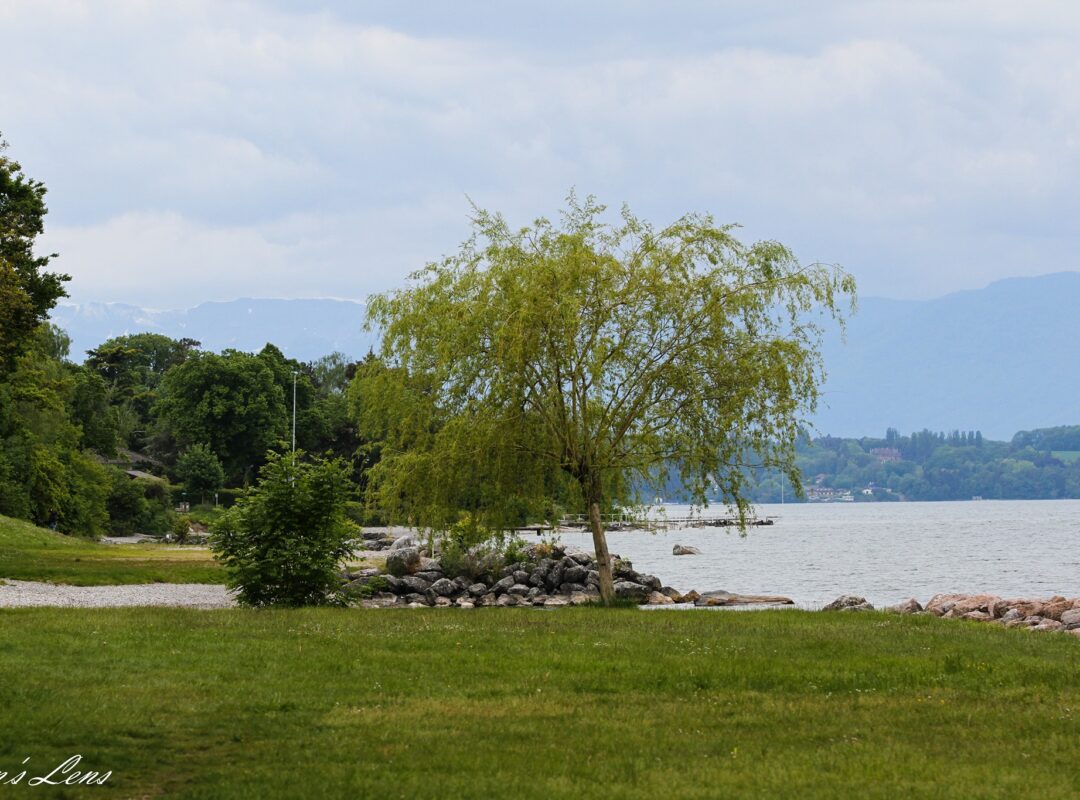 Image du lac Léman à Anthy